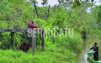 Data BPS 2025: Samarinda Dan Berau Kuasai Industri Kehutanan Di Kaltim