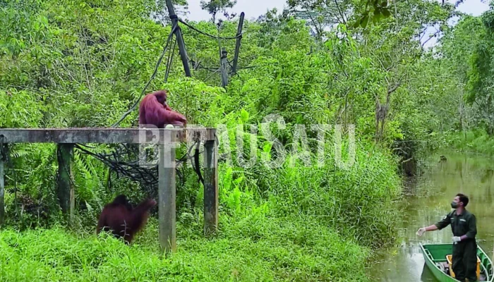 Data BPS 2025: Samarinda Dan Berau Kuasai Industri Kehutanan Di Kaltim